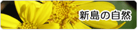 新島の自然